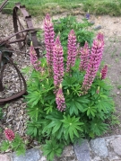 ferienwohnung-adele-blumenimpression